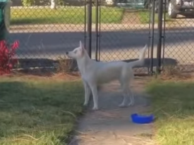 Сеть растрогало видео со слепым и глухим псом, встречающим хозяина по запаху 
