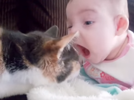 Сеть позабавила видеоподборка смешных курьезов с малышами и кошками 